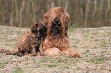 BRIARD 187